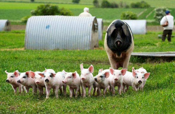 Ce trebuie sa stiti despre infiintarea unei mini-ferme de porci?