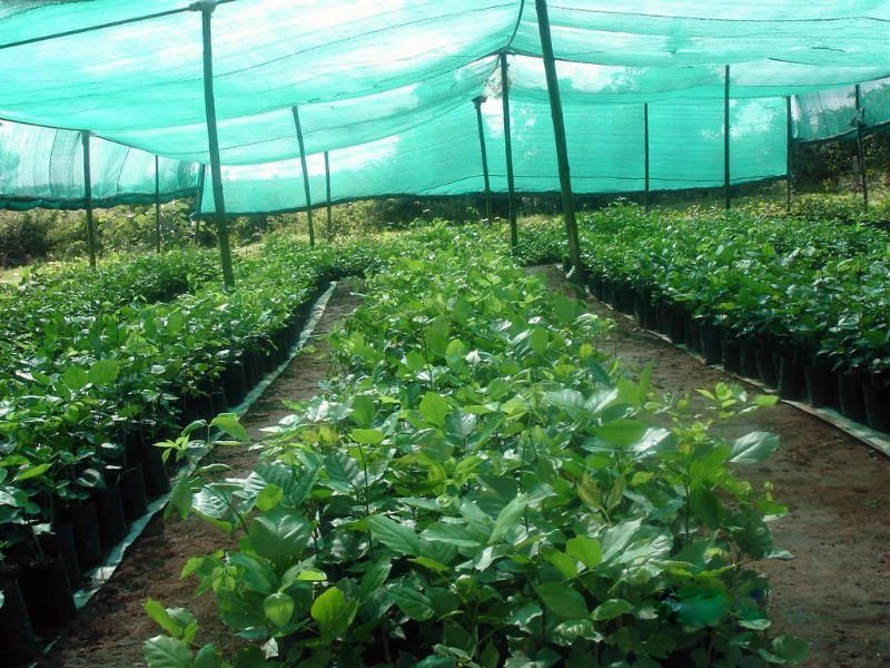 Care este avantajul oferit de plasele de umbrire gradinii dumneavoastra