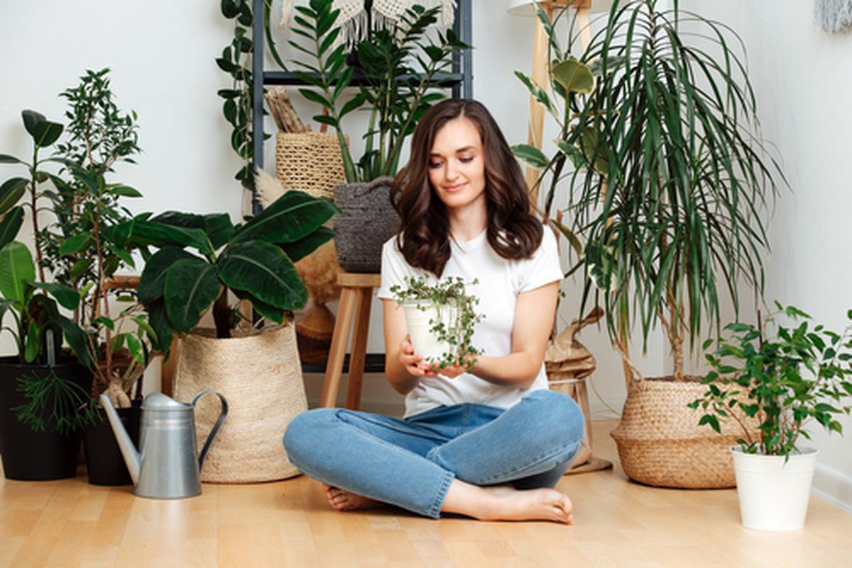 De ce e bine sa cresti plante in interiorul casei?