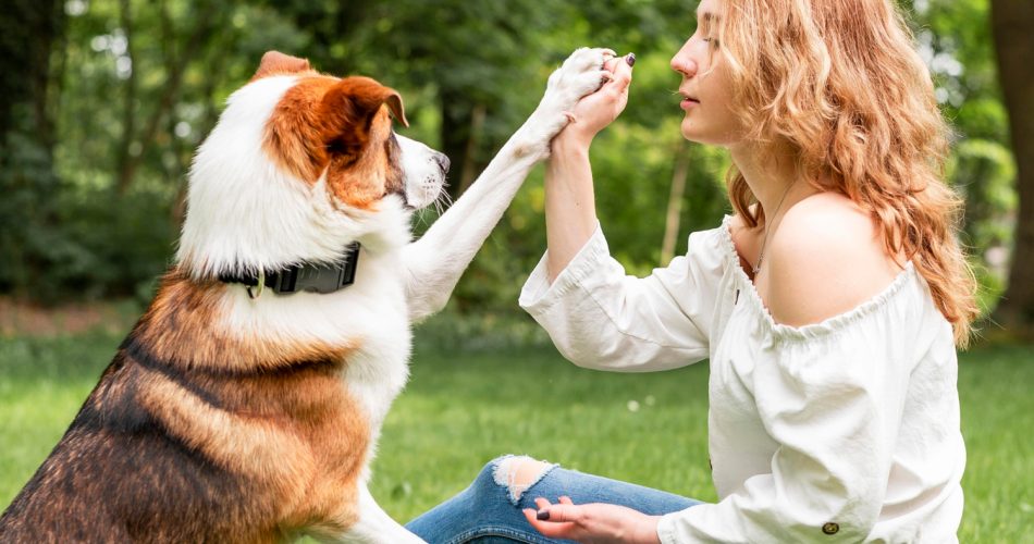 Ghid pentru îngrijirea animalului tău de companie: Dragoste, atenție și sănătate