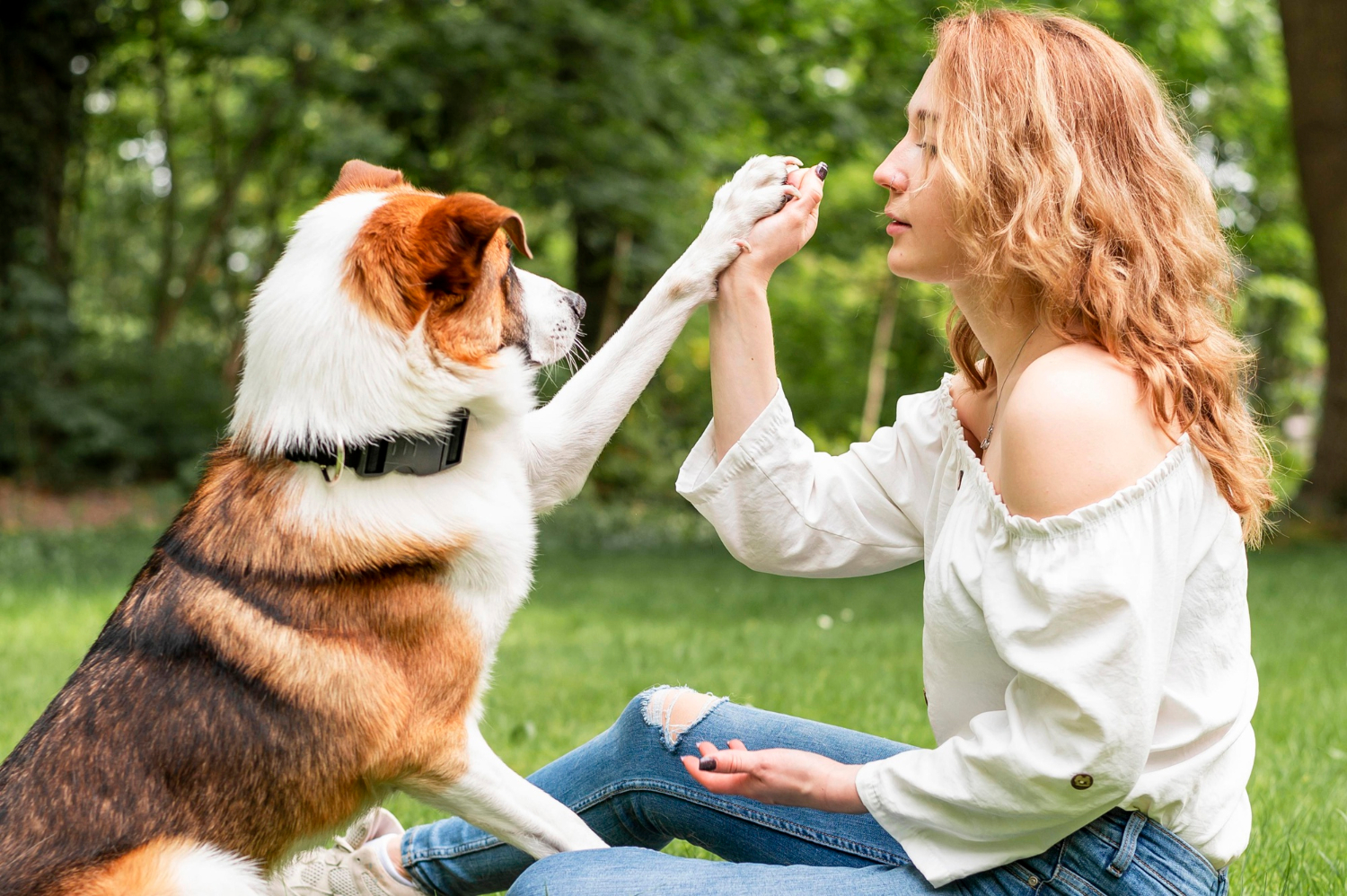 Ghid pentru îngrijirea animalului tău de companie: Dragoste, atenție și sănătate
